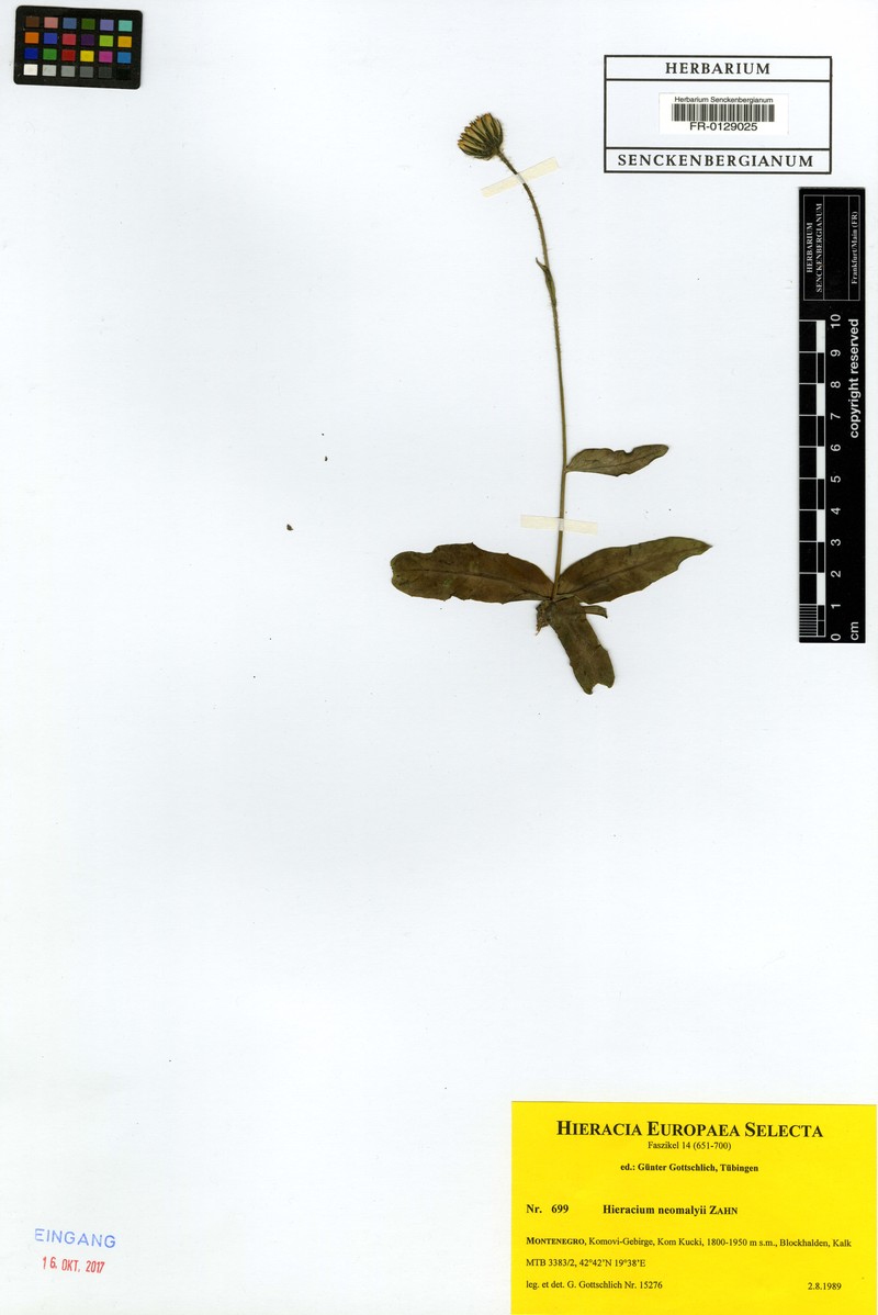 Hieracium neomalyi