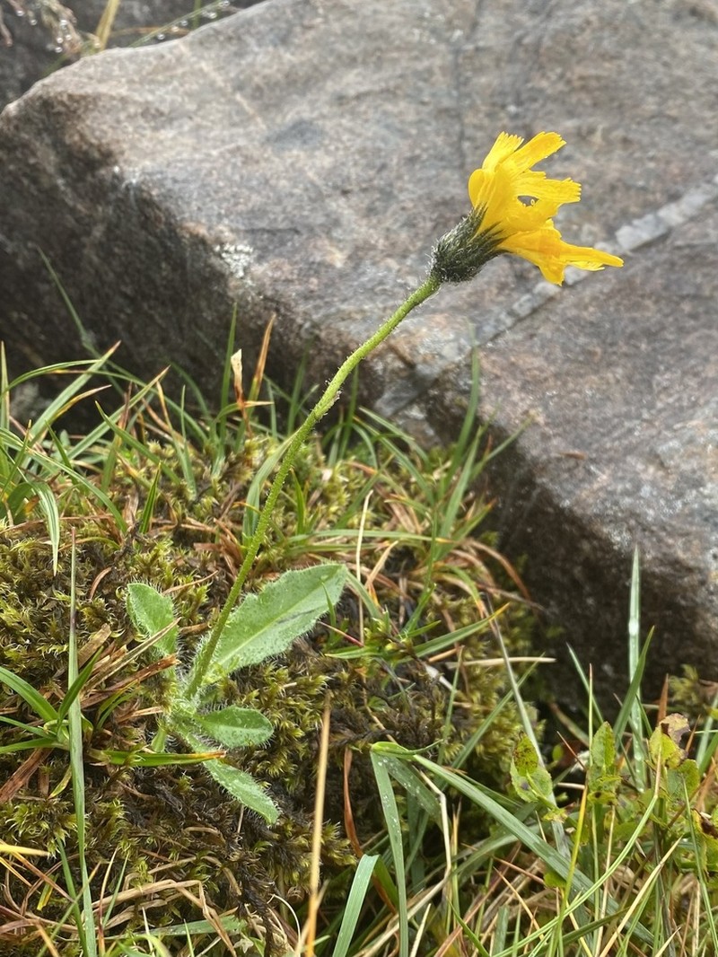 Hieracium neomarginatum