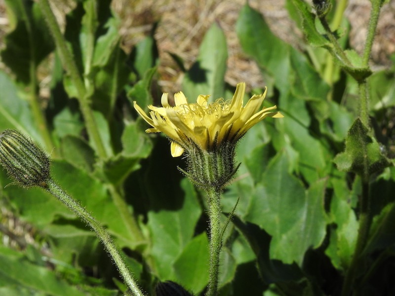 Hieracium neopicris