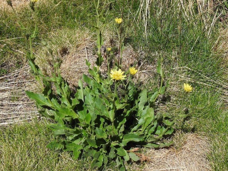 Hieracium neopicris photo 2