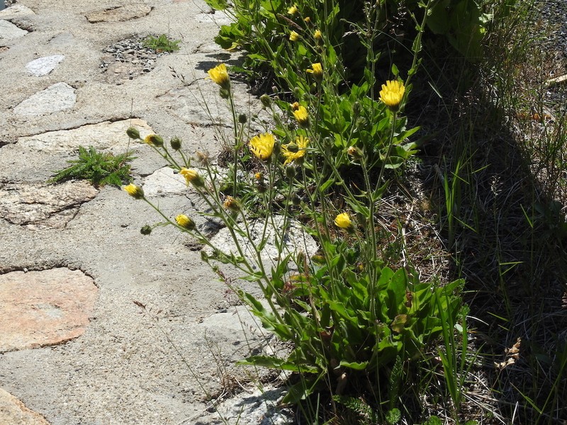 Hieracium neopicris photo 3