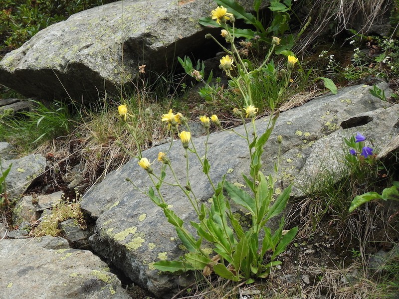 Hieracium neopicris photo 4