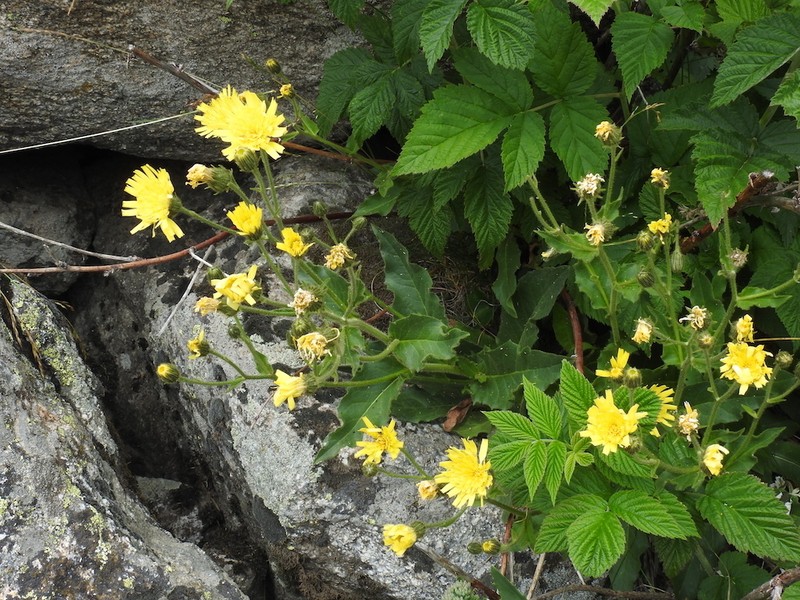Hieracium neopicris photo 5