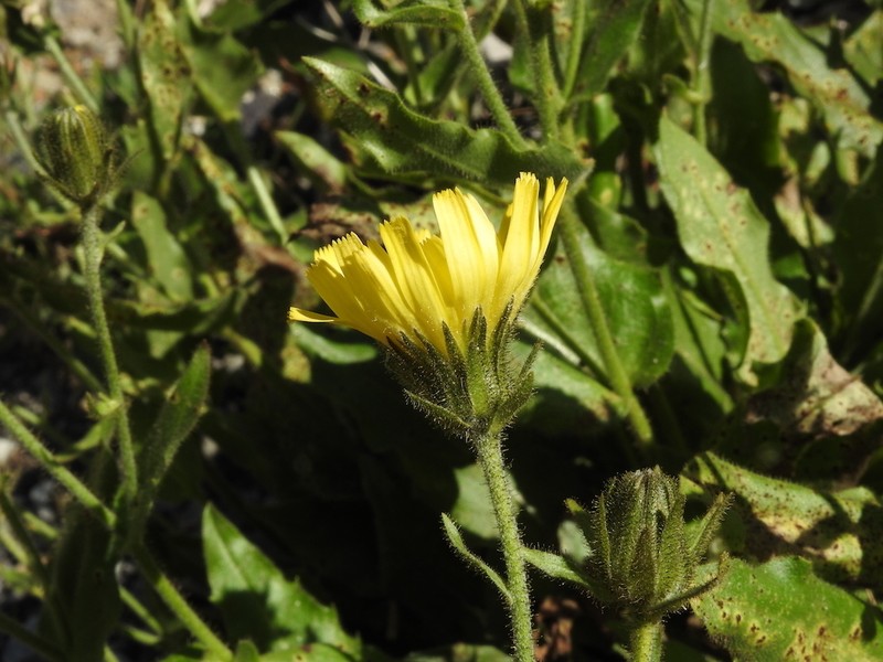 Hieracium neopicris photo 6