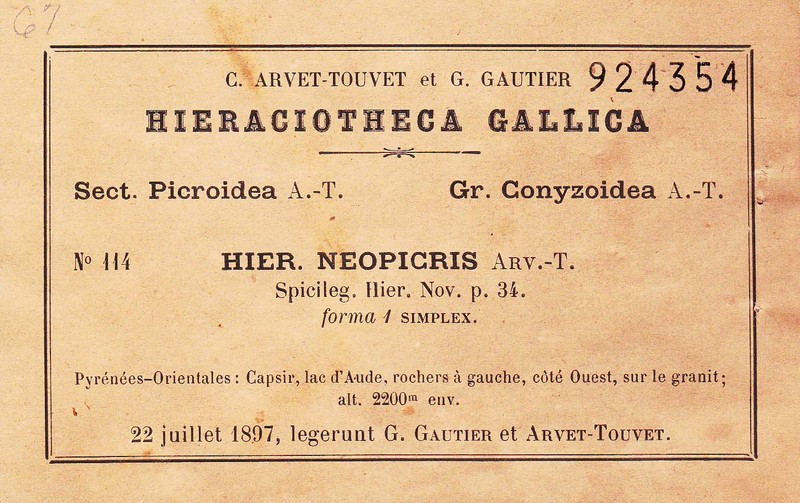 Hieracium neopicris photo 8