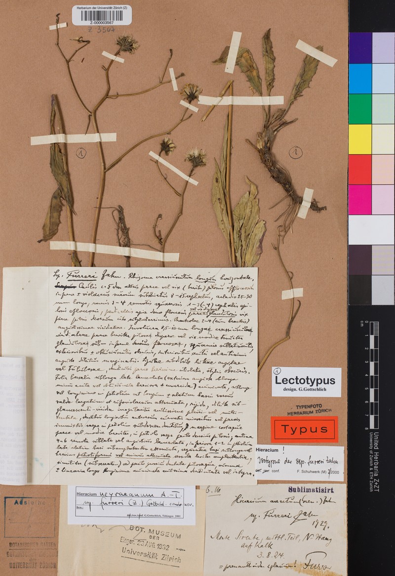 Hieracium neyranum