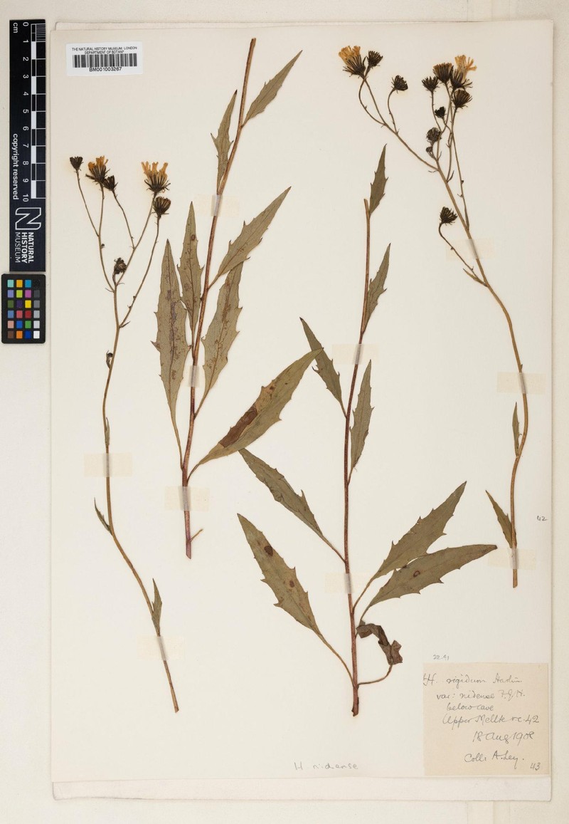 Hieracium nidense