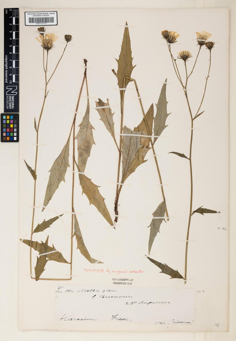 Hieracium nidense photo 2