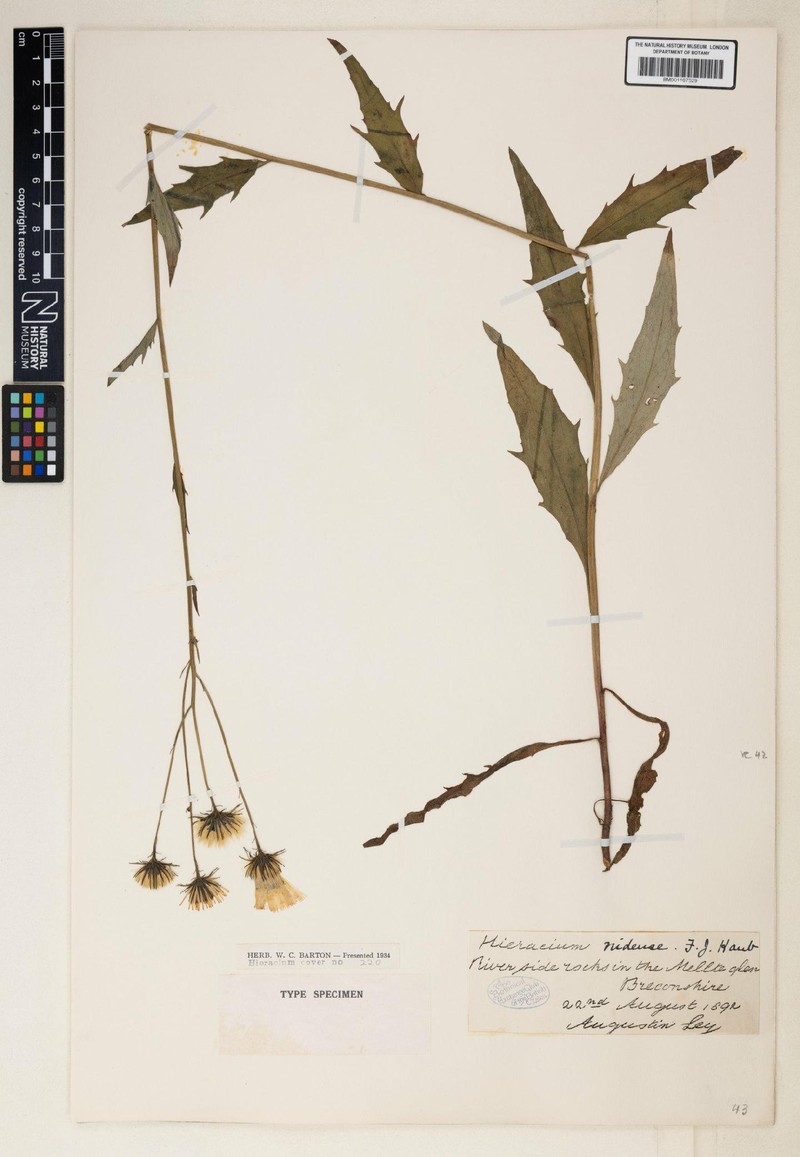 Hieracium nidense photo 3