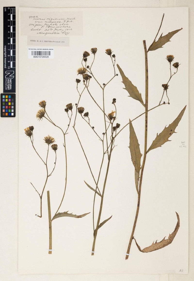 Hieracium nidense photo 4