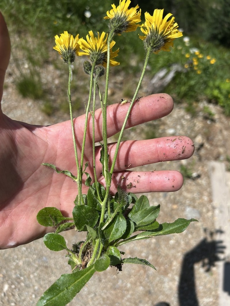 Hieracium nigrescens