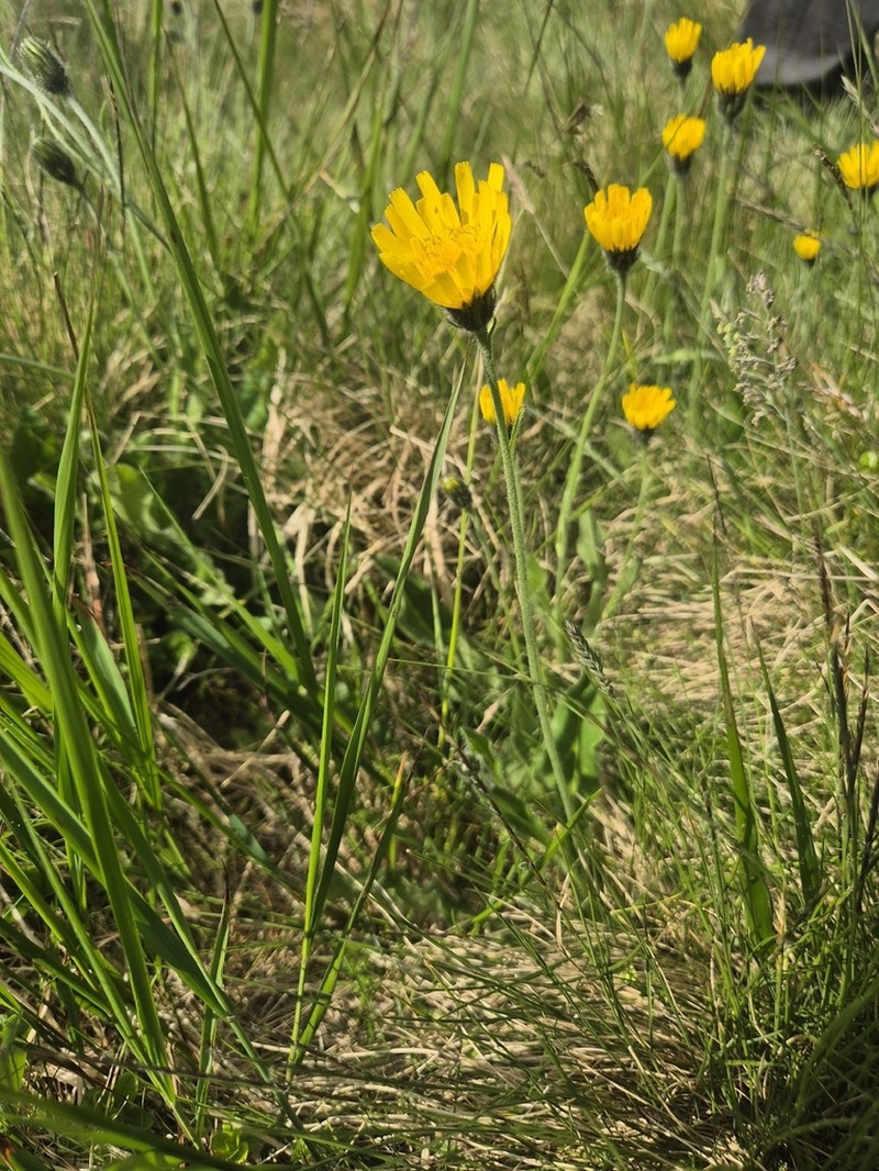 Hieracium nigrescens photo 2
