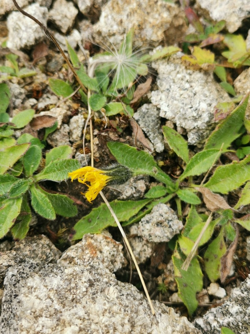 Hieracium nigrescens photo 3