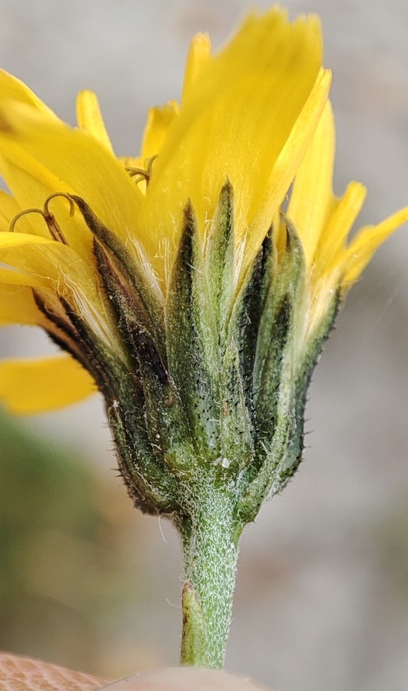 Hieracium nigrescens photo 4