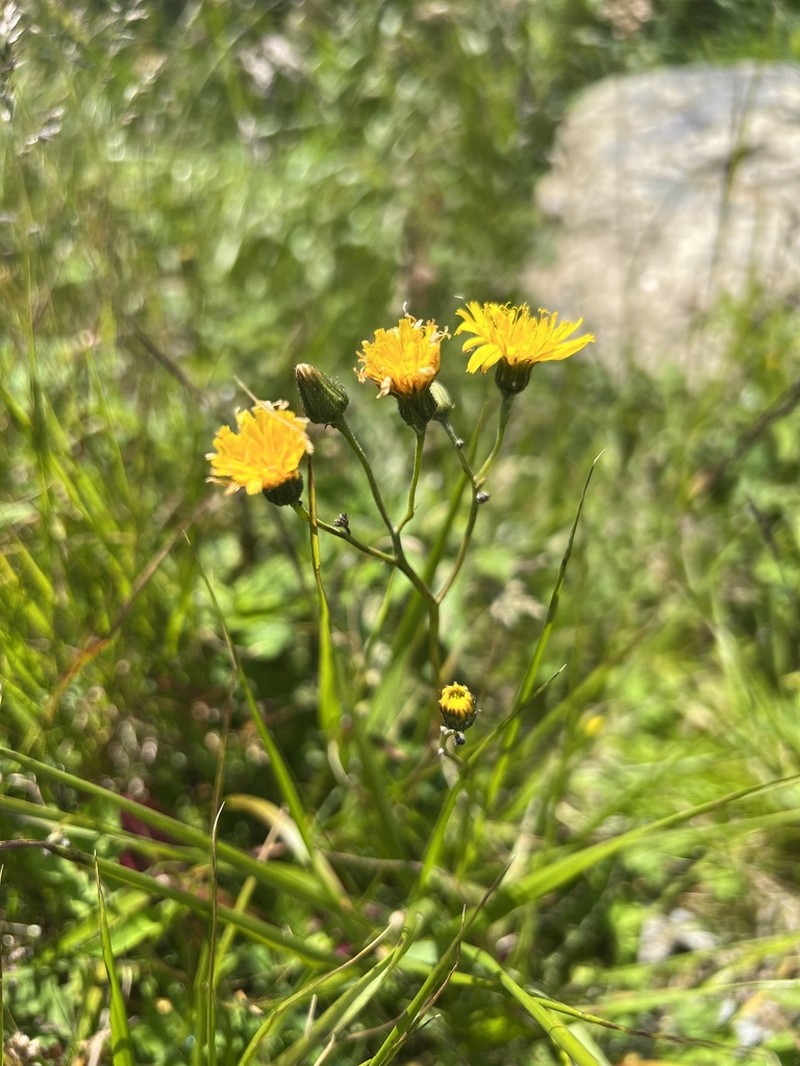 Hieracium nigrescens photo 5