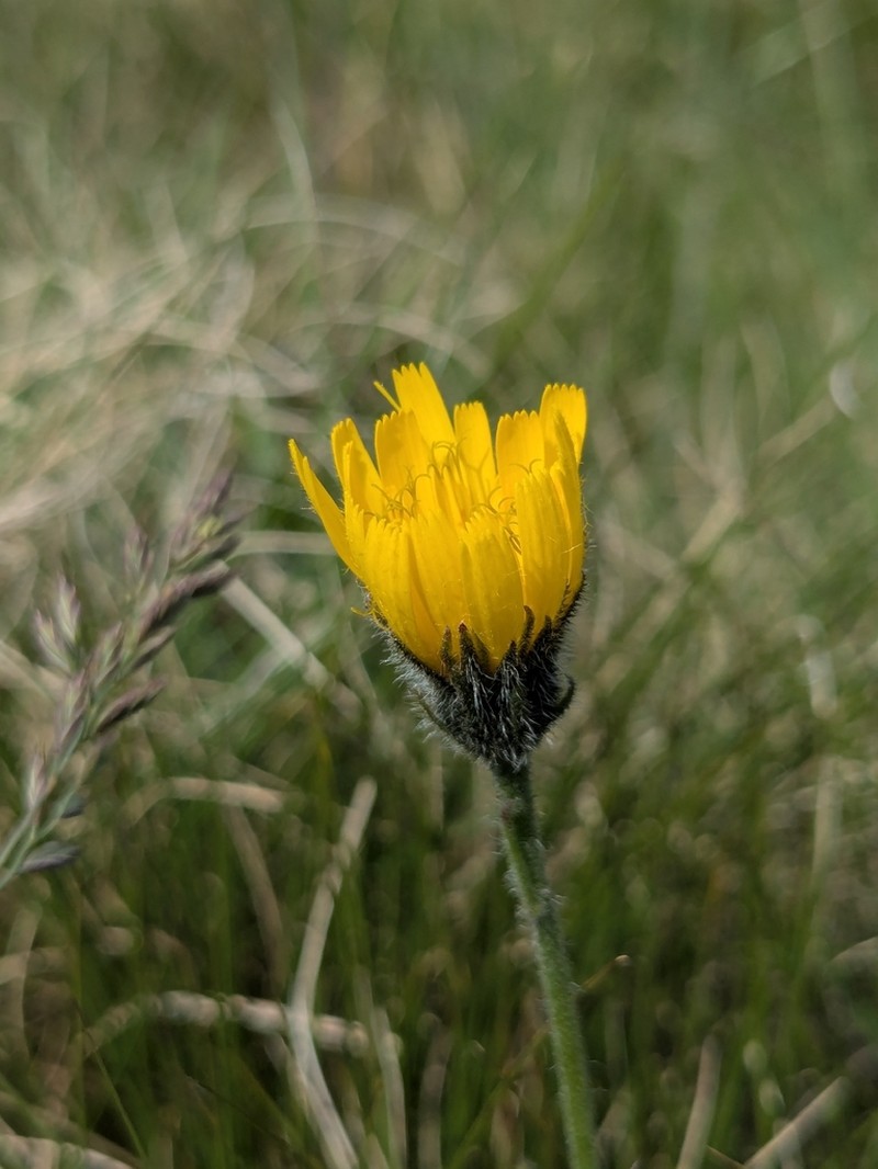 Hieracium nigrescens photo 6