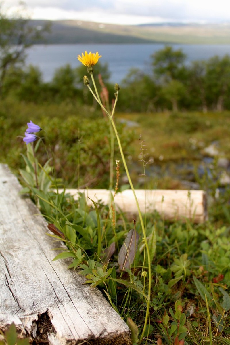 Hieracium nigrescens photo 7