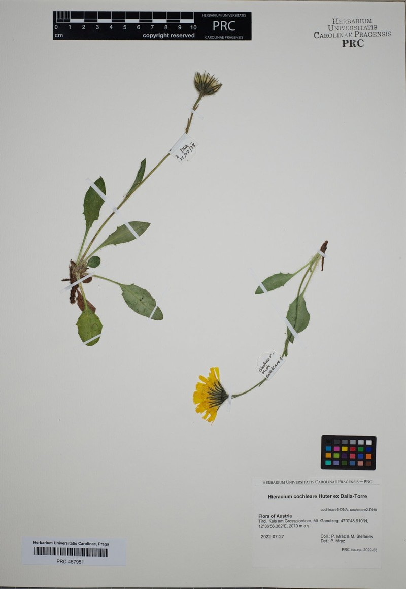 Hieracium nigrescens subsp. cochleare