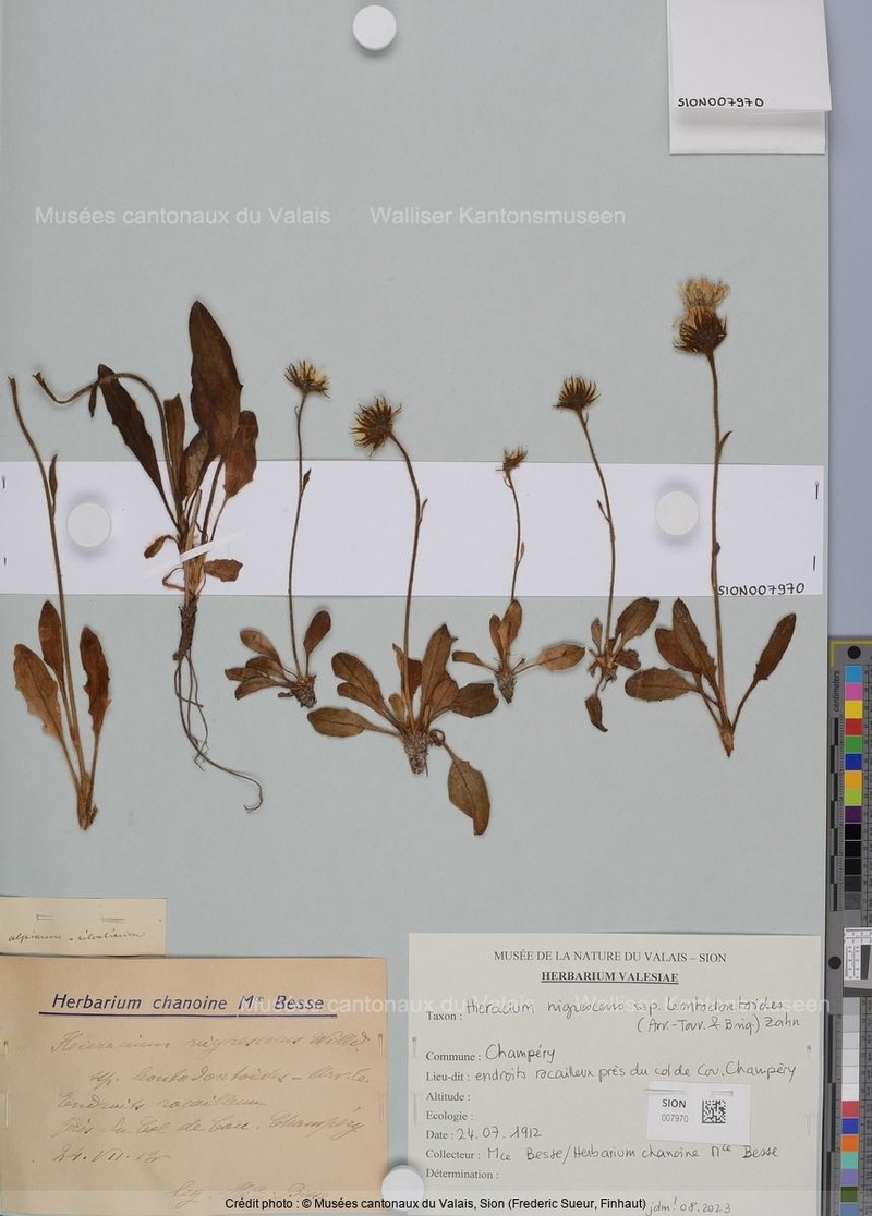 Hieracium nigrescens subsp. leontodontoides
