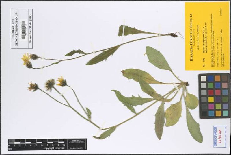 Hieracium nigrescens subsp. pseudohalleri