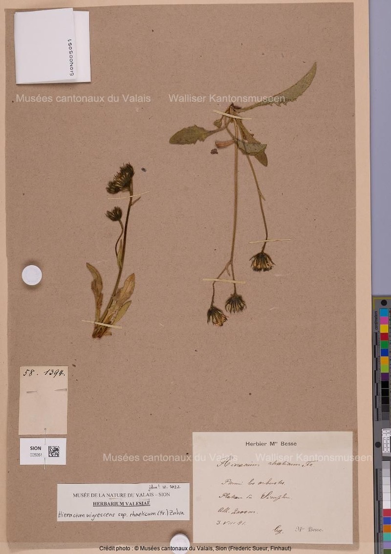 Hieracium nigrescens subsp. rhaeticum