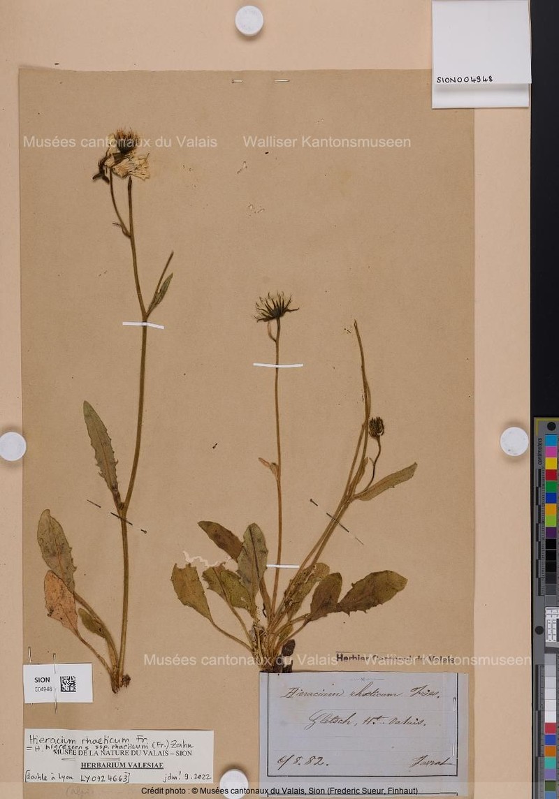 Hieracium nigrescens subsp. rhaeticum photo 2