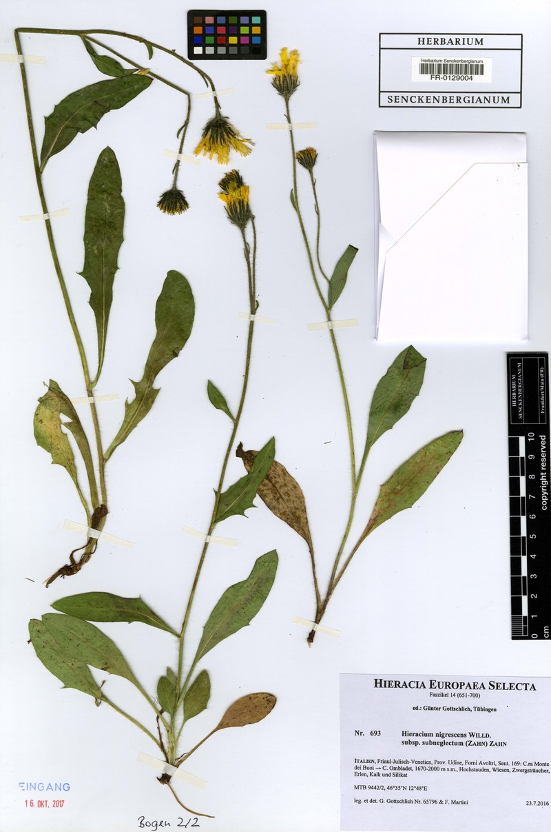 Hieracium nigrescens subsp. subneglectum