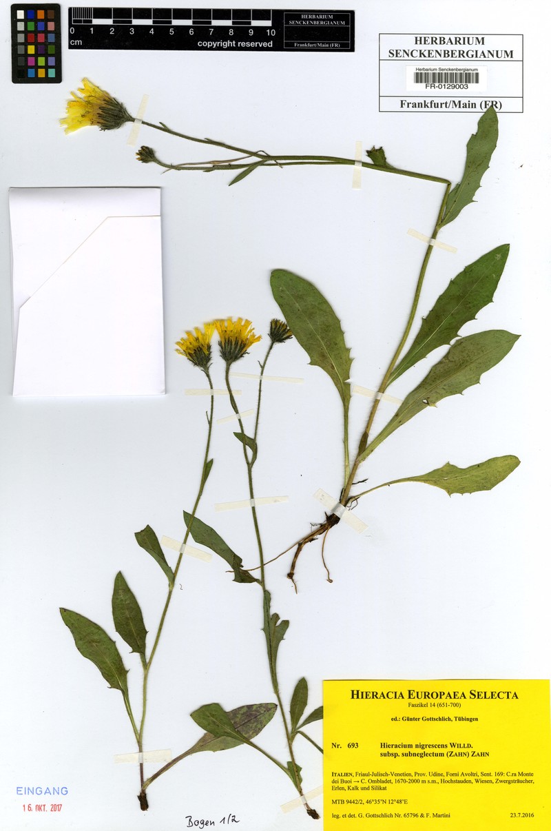Hieracium nigrescens subsp. subneglectum photo 2