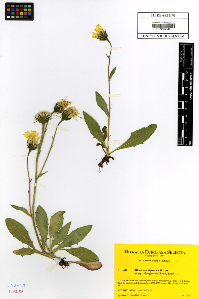 Hieracium nigrescens subsp. subneglectum photo 3