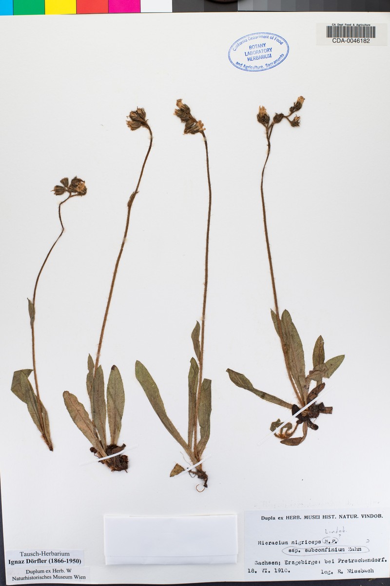 Hieracium nigriceps