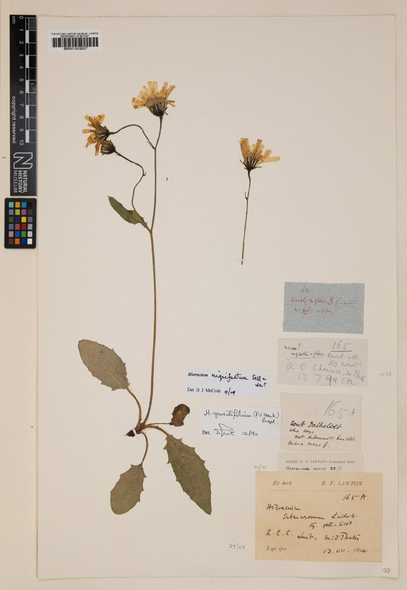 Hieracium nigrifactum