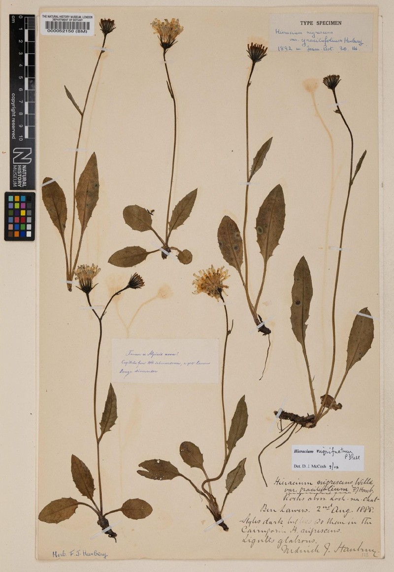 Hieracium nigrifactum photo 2