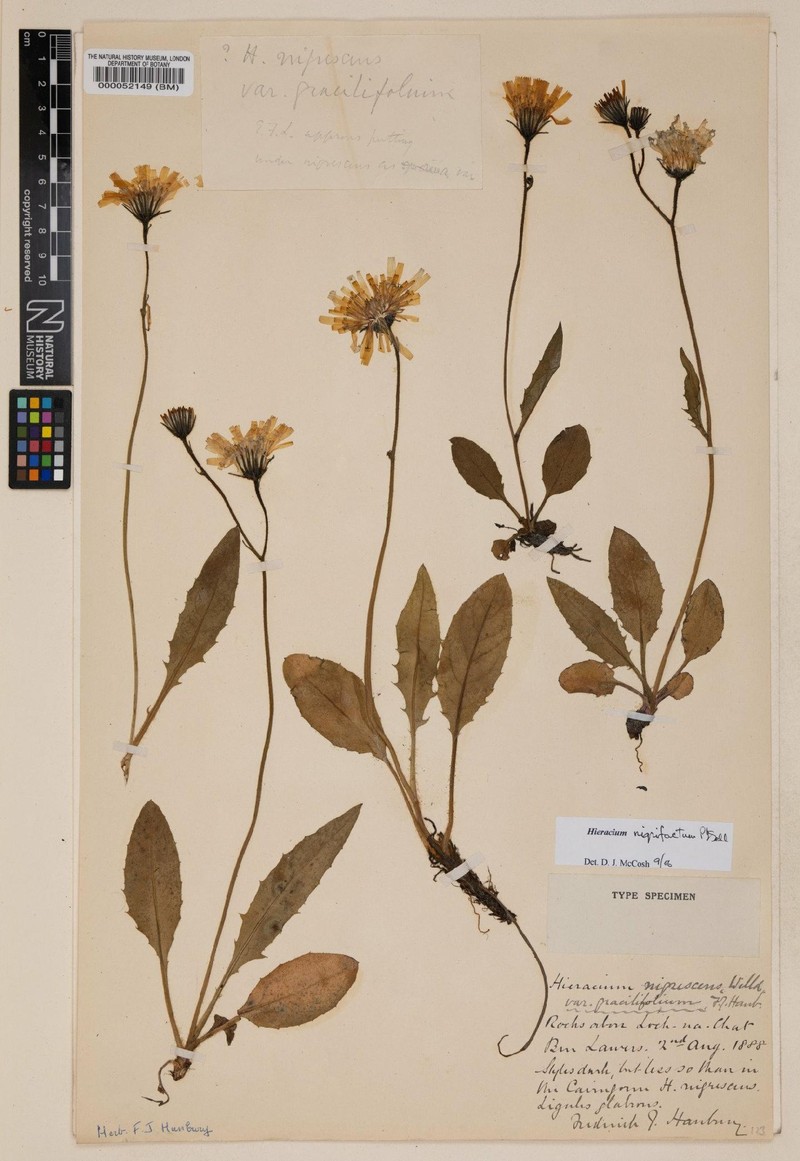 Hieracium nigrifactum photo 3