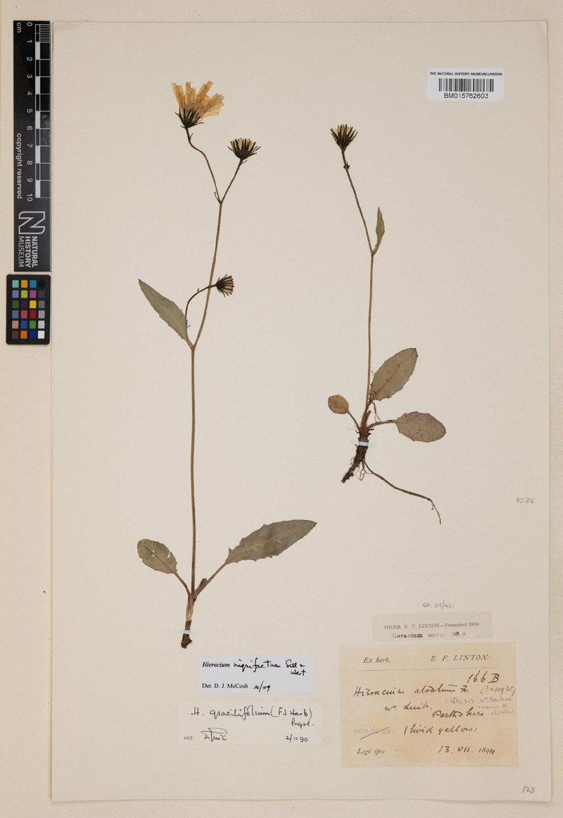 Hieracium nigrifactum photo 4