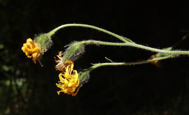 Hieracium nigritum