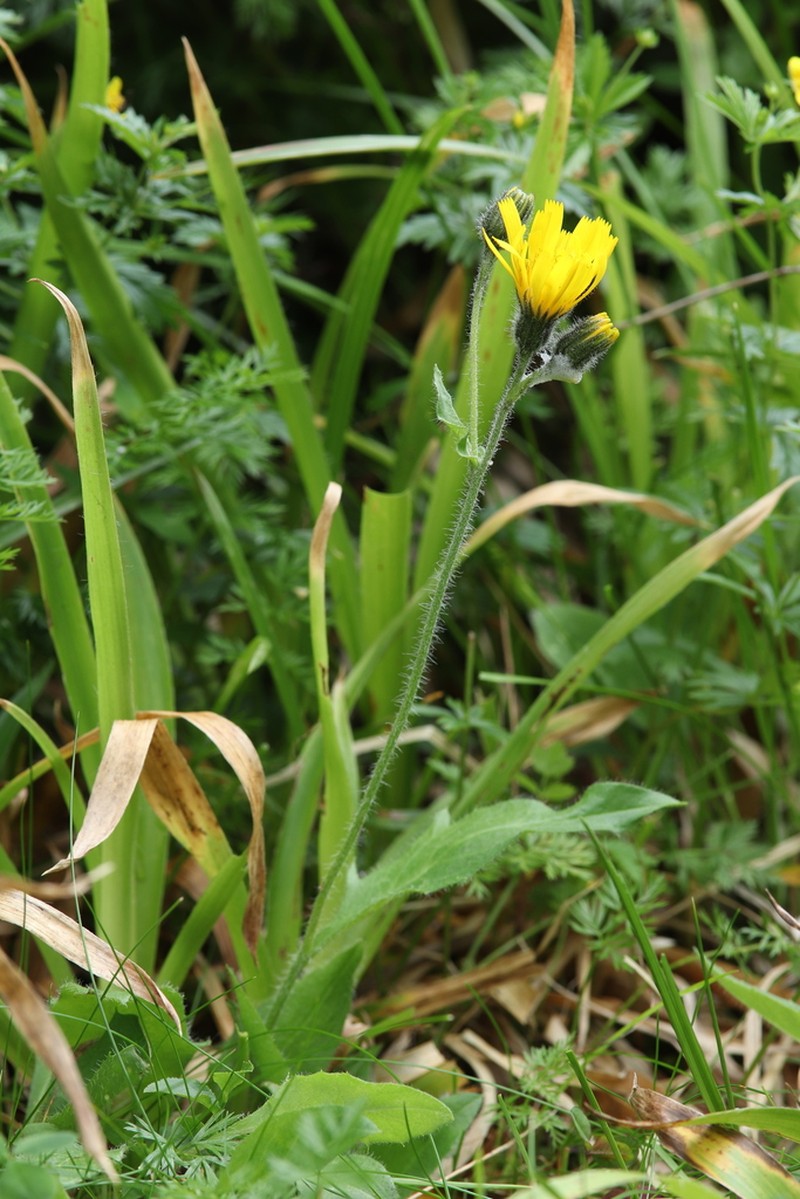 Hieracium nigritum photo 3