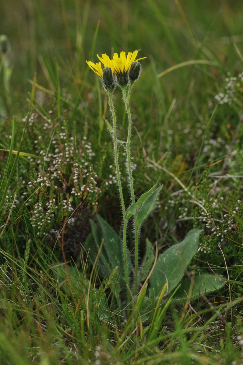 Hieracium nigritum photo 4