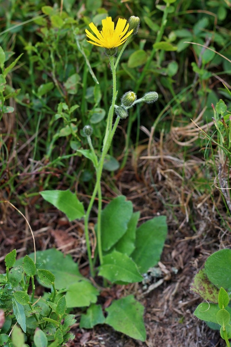 Hieracium nigritum photo 5