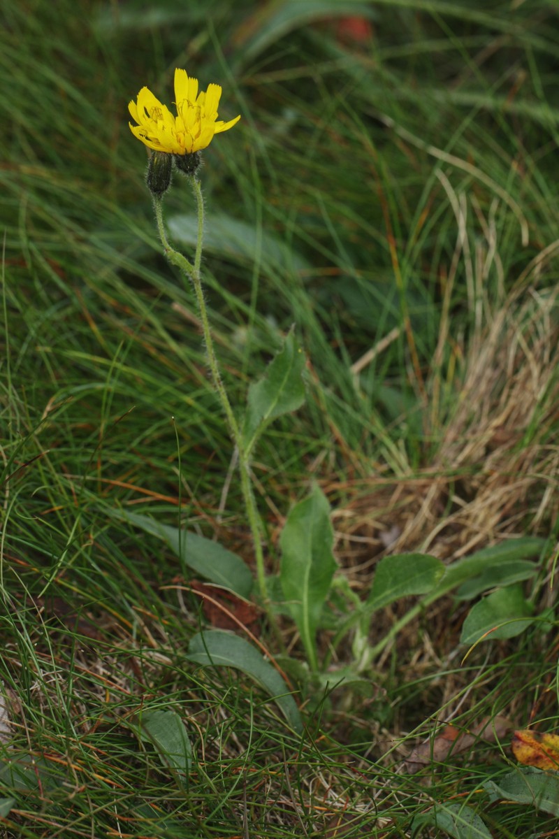 Hieracium nigritum photo 7