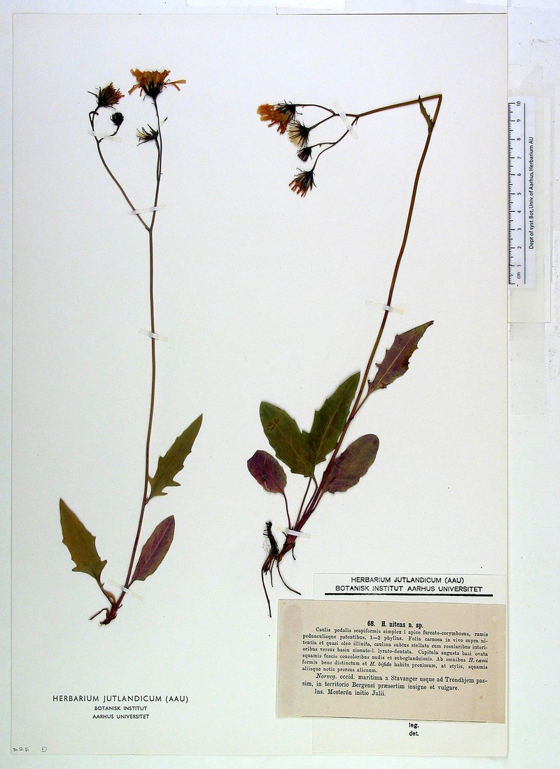 Hieracium nitens