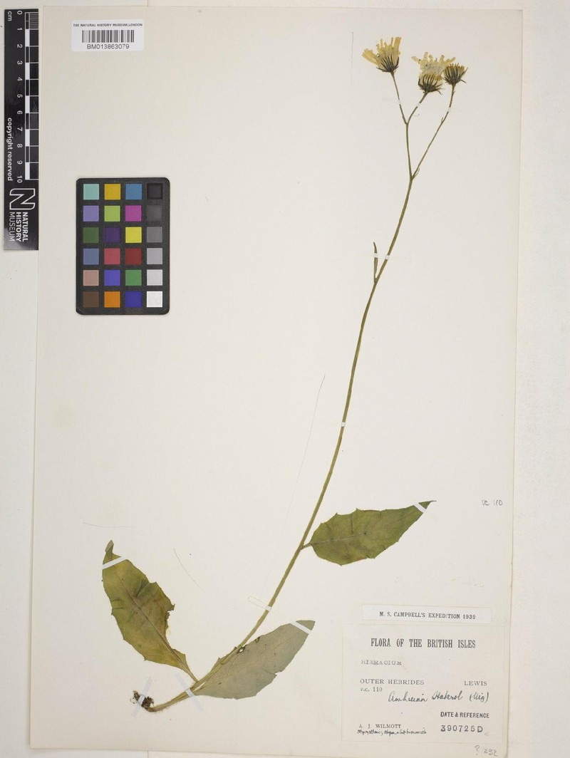 Hieracium nitidum