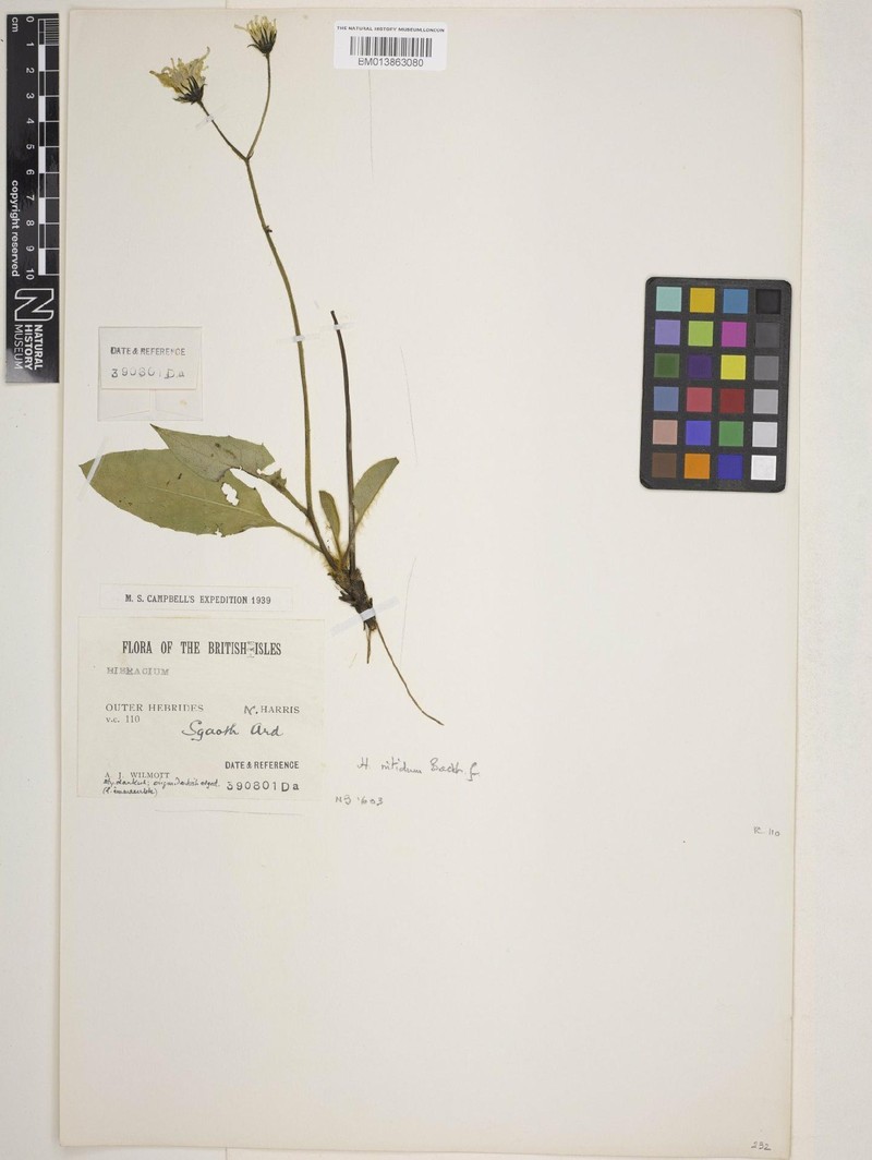 Hieracium nitidum photo 2
