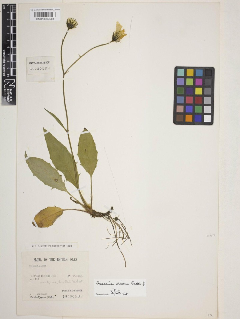 Hieracium nitidum photo 3