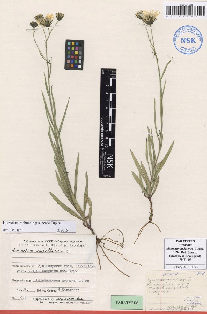 Hieracium nizhnetunguskaense