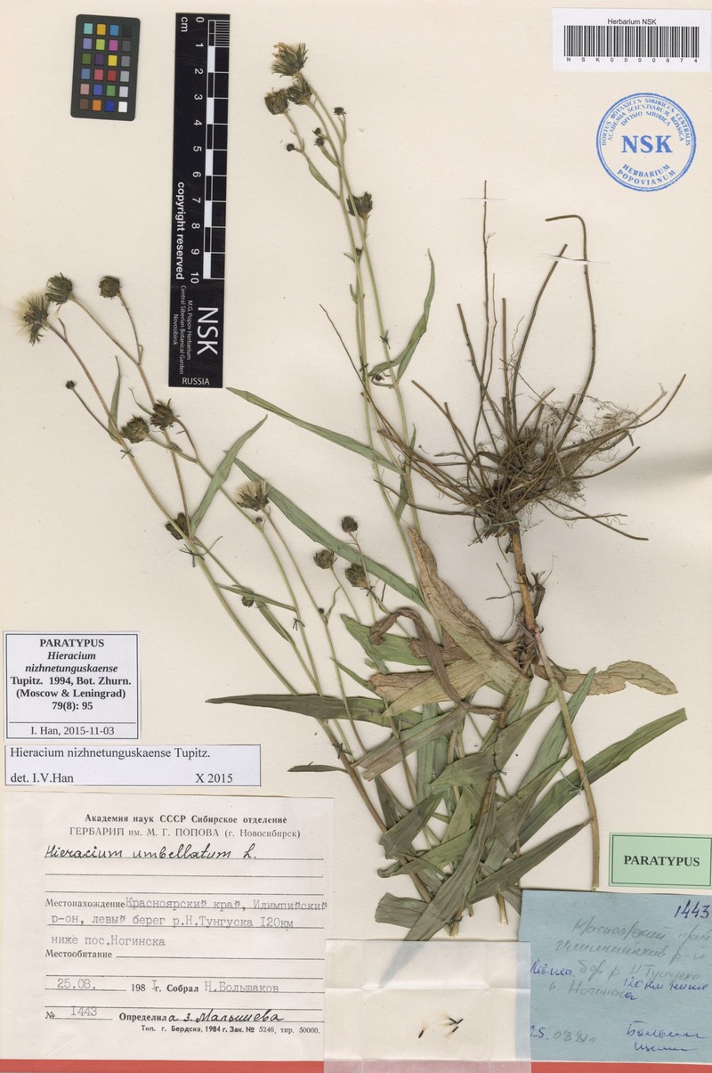 Hieracium nizhnetunguskaense photo 2