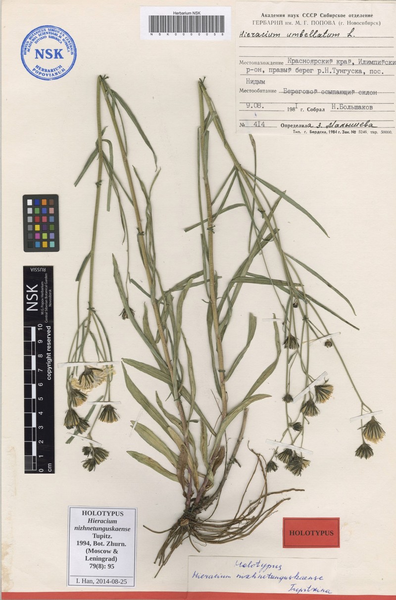 Hieracium nizhnetunguskaense photo 3