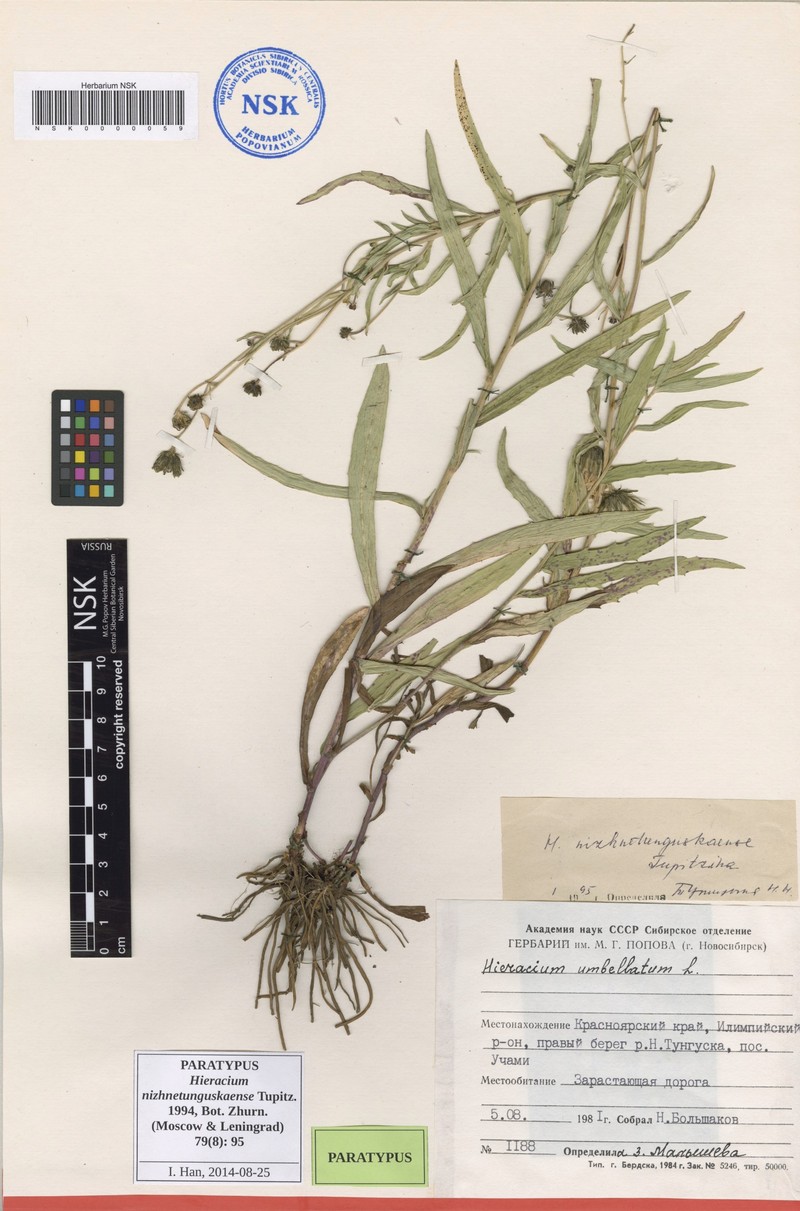 Hieracium nizhnetunguskaense photo 4