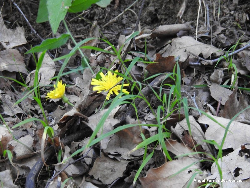 Hieracium nobile photo 2