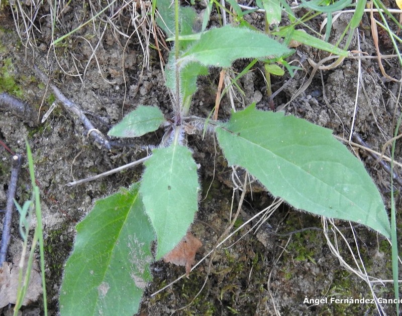 Hieracium nobile photo 3