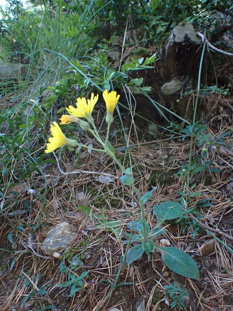 Hieracium nobile photo 4